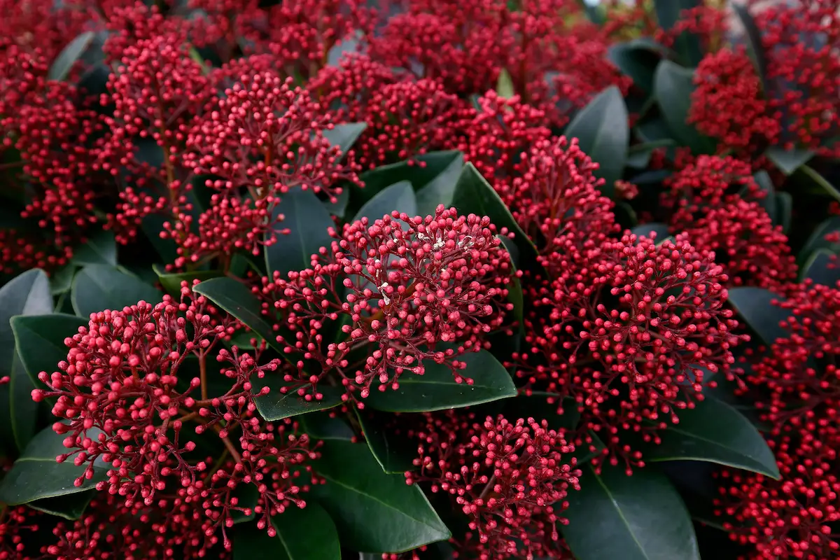 skimmia japonica im winter dichtes, immergrünes laub mit roten knospen