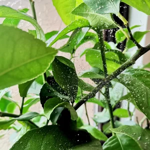 Spinnmilben am Zitronenbaum erkennen und bekämpfen