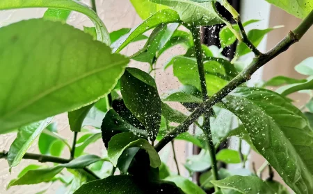 Spinnmilben am Zitronenbaum erkennen und bekämpfen