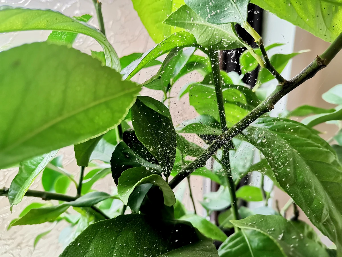 Spinnmilben am Zitronenbaum erkennen und bekämpfen