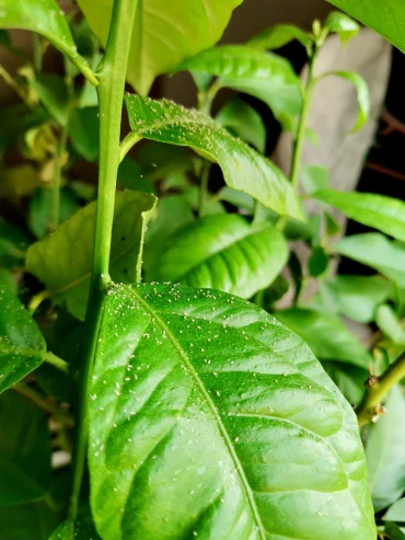 Trockene Heizungsluft und Wärme locken Spinnmilben ins Winterquartier