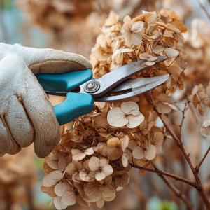 wann sie hortensien im winter schneiden sollten ein praktischer leitfaden nach hortensien typ