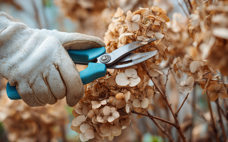 wann sie hortensien im winter schneiden sollten ein praktischer leitfaden nach hortensien typ