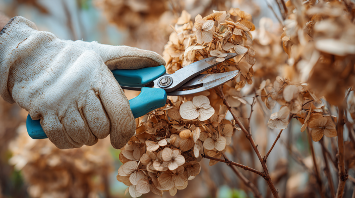wann sie hortensien im winter schneiden sollten ein praktischer leitfaden nach hortensien typ