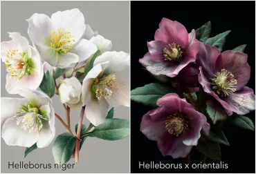 weiße christrose und rote lenzrose