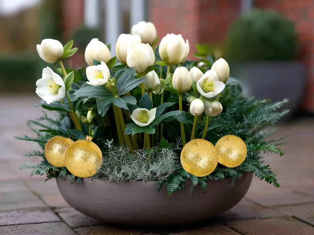 weiße christrosen farne und stacheldrahtpflanze in schale gepflanzt
