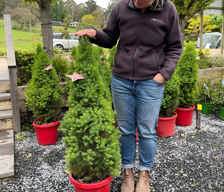 Wie groß wird die Picea glauca drinnen und draußen
