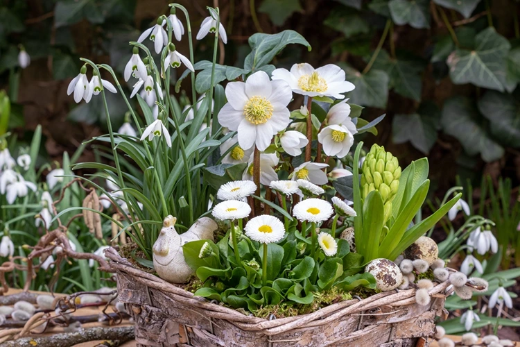 Winterblumen mit Frühlingsblumen wie Schneeglöckchen und Hyazinthe kombinieren