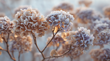 winterhortensien + sanftes licht + leichter frost