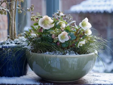winterliche pflanzschale mit christrose und segge – harmonische kombination, die frost und schnee standhält