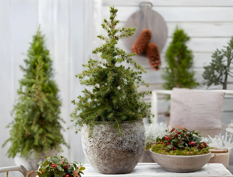 Zuckerhutfichte in der Wohnung halten mit der richtigen Pflege und Standort