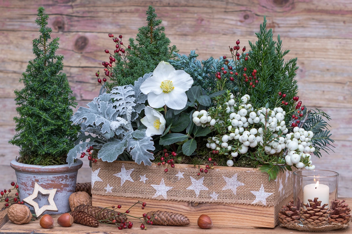 zuckerhutfichte (picea glauca) kombinieren – ideen für kübel & kästen