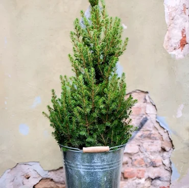 Braune Nadeln sind nicht immer ein Anzeichen für Trockenheit