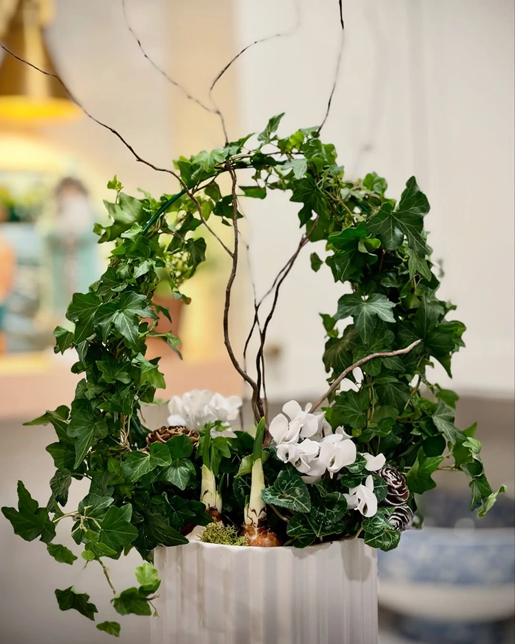 Efeu als Topfpflanze um einen Drahtring wickeln und mit Alpenveilchen kombinieren