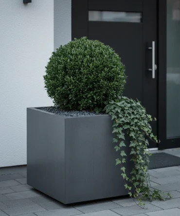 minimalistischer winterkübel mit immergrünem strauch und kies