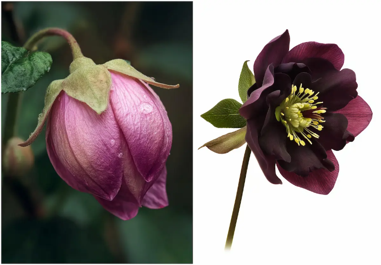 rote christrose, die im winter blüht