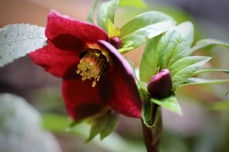 rote christrose im winter