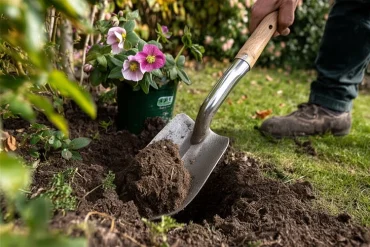 Schneerose in den Garten pflanzen - Optimal sind der Herbst oder das Frühjahr