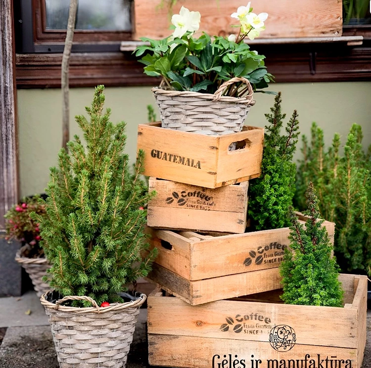 Vertrocknete Zuckerhutfichte retten durch sofortiges Tauchen und Befeuchten