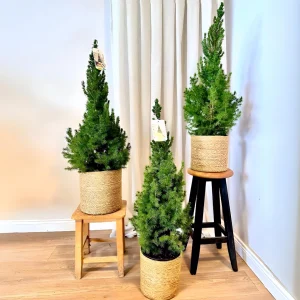 Vertrocknete Zuckerhutfichte retten mit nützlichen Sofort-Tipps