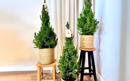 Vertrocknete Zuckerhutfichte retten mit nützlichen Sofort-Tipps