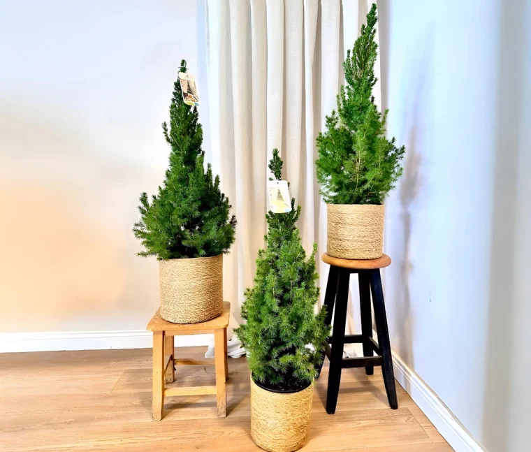 Wie-Sie-eine-vertrocknete-Zuckerhutfichte-retten-was-braune-Nadeln-noch-bedeuten-k-nnen