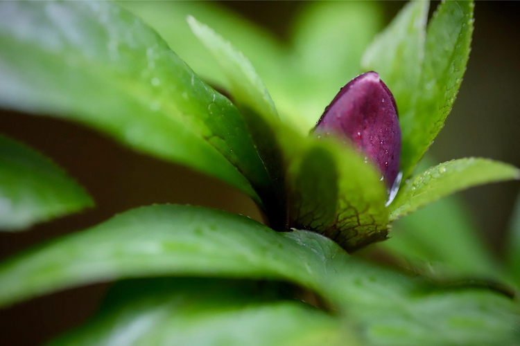 warum blüht meine rote christrose nicht