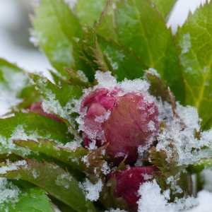 warum blüht rote christrose nicht