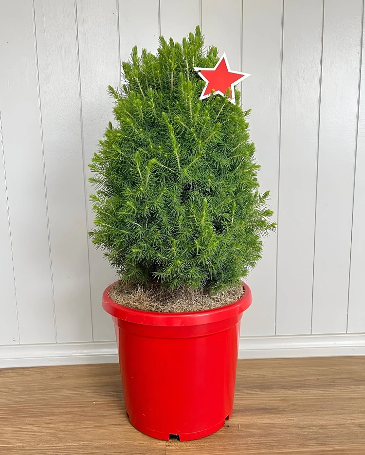 Zuckerfichten können mit Frostschutz draußen überwintert werden